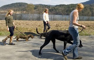 B�rum Kennel