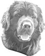 BINAs Hundepensjonat & Hundefris�r