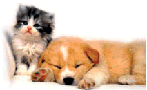 Din Veterin�r