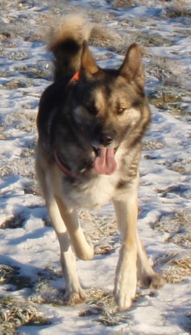 Omplassering - Siberian Husky Hund - Vestfold