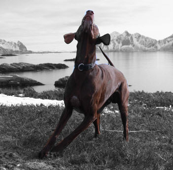 Lofoten Dyreklinikk 