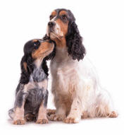 Nord Norsk Hundesenter AS