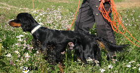 Str�ms�s Hundepensjonat
